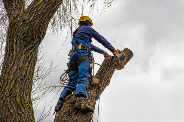 Tree and Shrub Care in Lockport Heights, IL